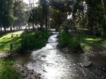 Парк Яркон. Водопад в эвкалиптовой роще.