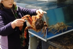 These are the crabs they sell at the Busan fish market. It's very