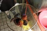 The visitor chooses the seafood he wants to eat. Personally, I