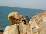 For some reason, cats seem to have taken a liking to Tewanam Rock. Probably because local fishermen