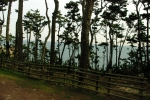 The alley from the parking lot to the Ulgi lighthouse. There are a lot of pine trees here.
