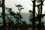 Between the parking lot and the Ulgi lighthouse there is a wide alley in the pine forest.